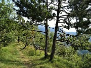 35 Cartteristica vegetazione di pini mughi ad alto e basso fusto